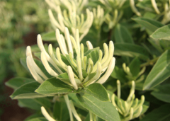 北花一號金銀花花蕾