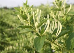 北花一號金銀花(新枝2）