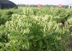 北花一號金銀花(盛花期）