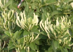 北花一號金銀花(花團錦簇）