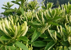 北花一號金銀花